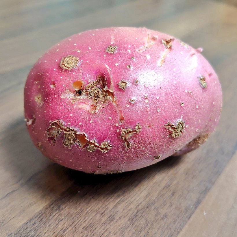 PrematureSpudMJCarty10Jul2024