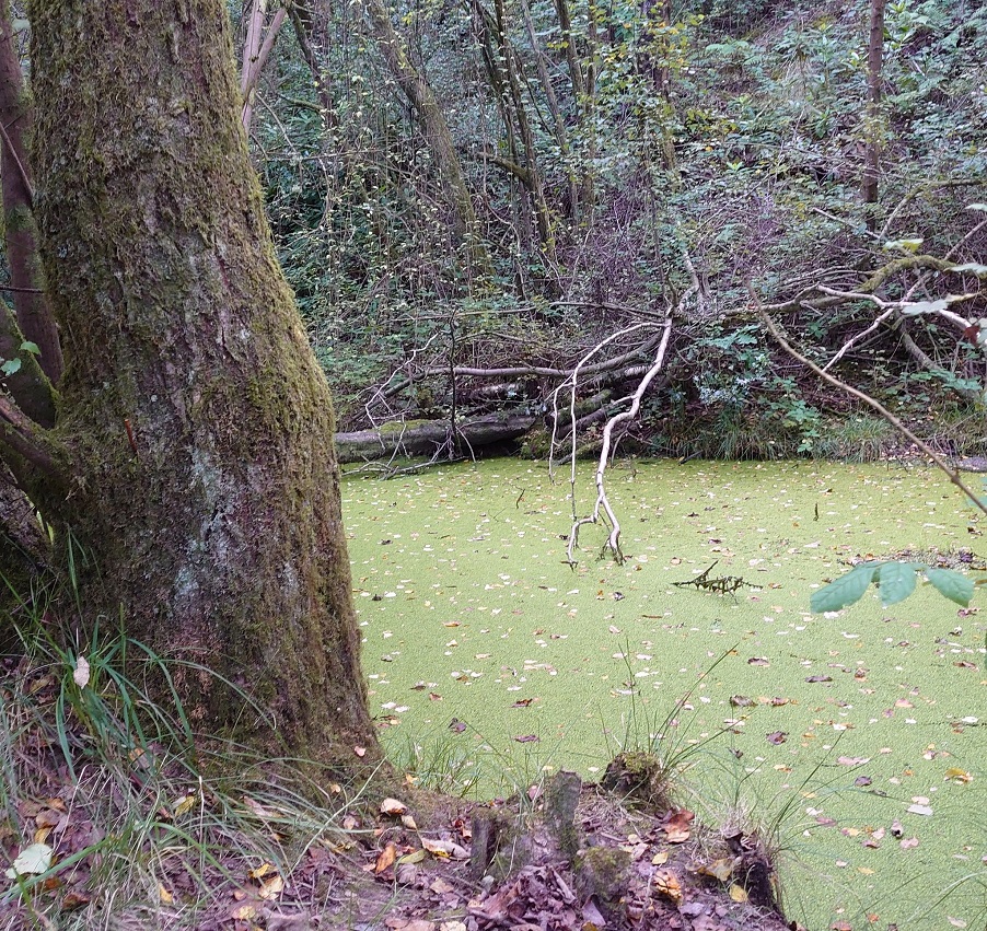 SwampyWatersMJCarty16Sep2024