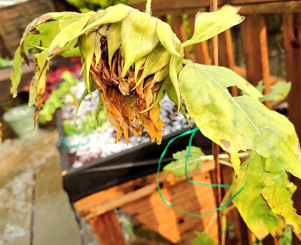 WiltySunflowerAvecHailMJCarty20Sep2024