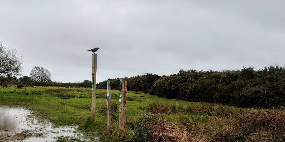 CrowOnGuardMJCarty18Dec2024