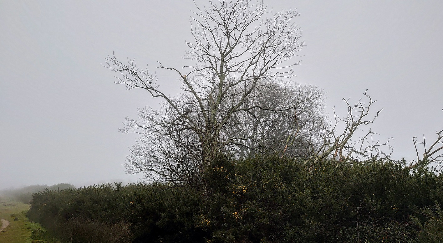 FogulentAshdownMJCarty26Dec2024